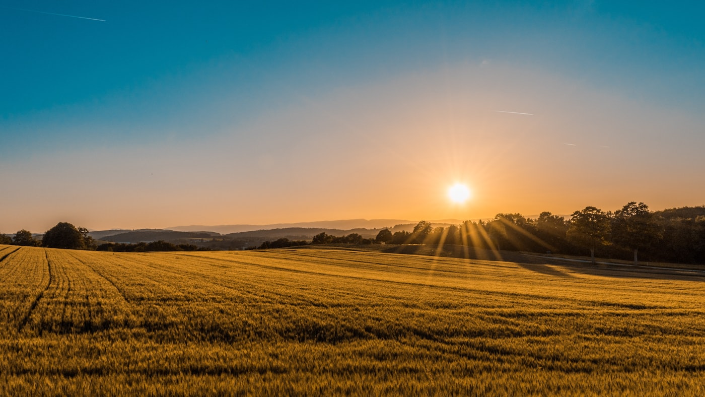 Golden field at sunset in Ocala horse country